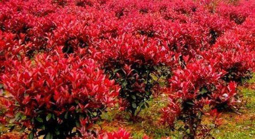 t޽ӏ(f)ʈAF