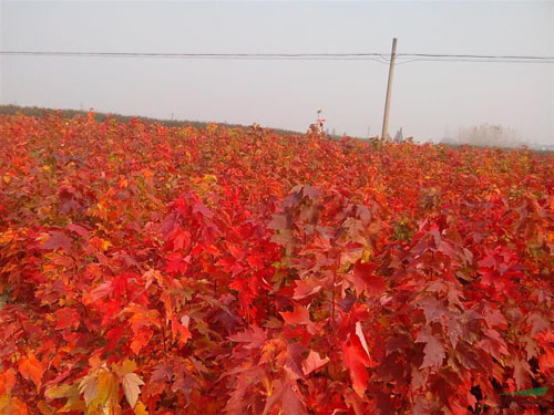 美國(guó)紅楓樹木栽植的季節(jié)