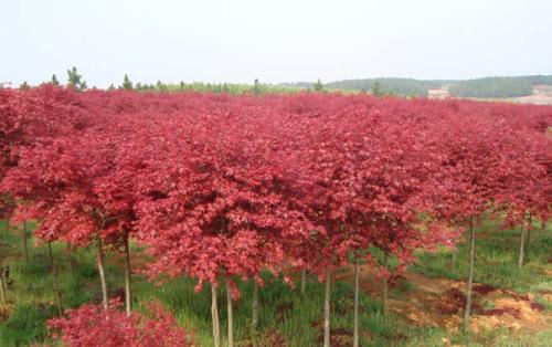 tL_ϵl(f)_(d)